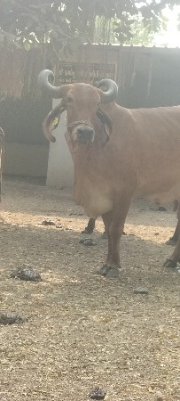 વેચવાની છે