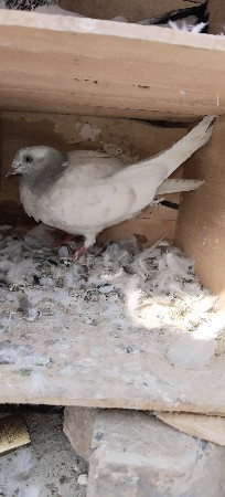 थंबनेल 3