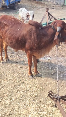 ગીર ઓડકી વેચવાની છે