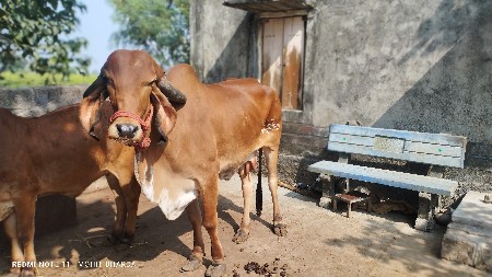 ગીર ગાય વેશવાનીસે