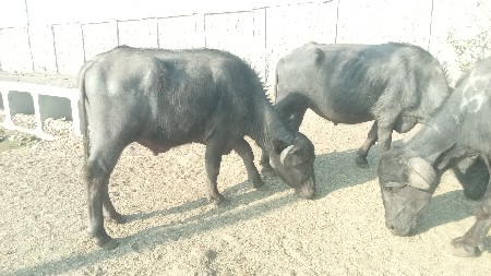 થંબનેલ 3