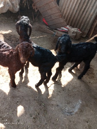 બે મહિના ના બોકડા વેચવાના