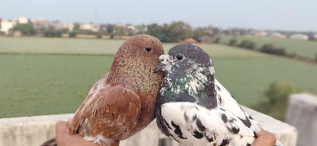 थंबनेल 3