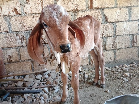 थंबनेल 3