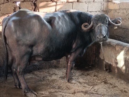 ભેંસ વેચવાની છે