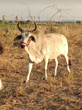 ગોધલો વેચવાનો છે એક
