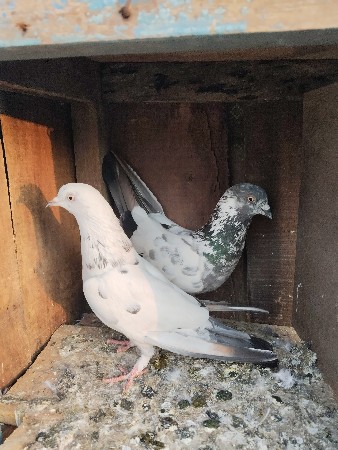 વેચવાના છે