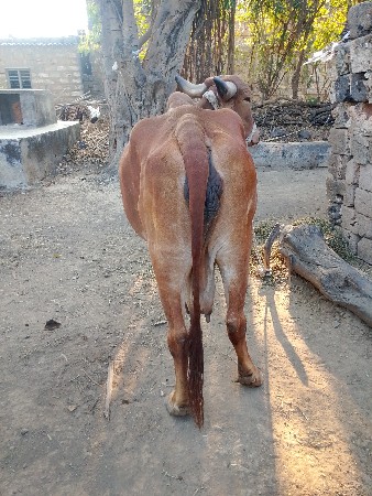 ગાય વેચવાની છે.