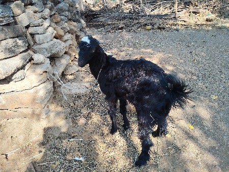 થંબનેલ 3