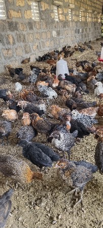 દેશી મરઘા પાથડા