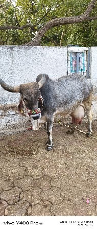 દેશી ગાય વેચવાની છે