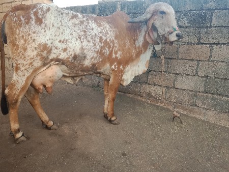 થંબનેલ 2