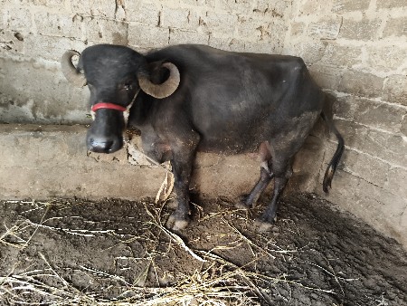 થંબનેલ 2