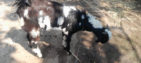 थंबनेल 2