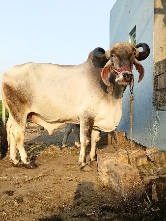 badad vechvna se 4 dhar