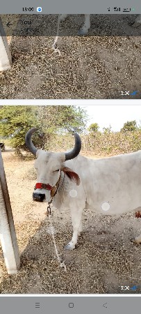 थंबनेल 6