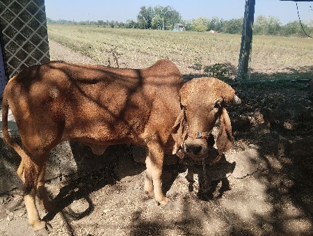 વાસળી વેસવાની સે દોઢ વરસની છે