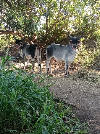 थंबनेल 2