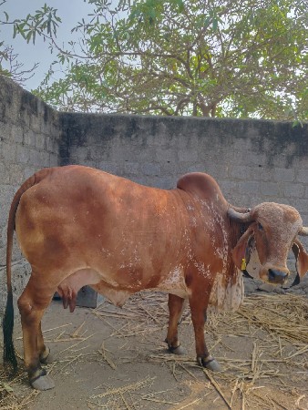 थंबनेल 3