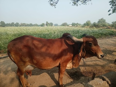 थंबनेल 3