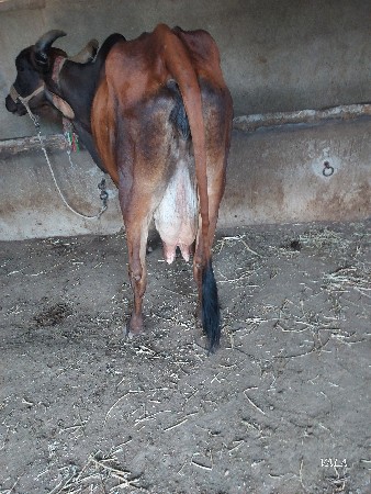 થંબનેલ 3