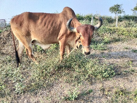 થંબનેલ 2