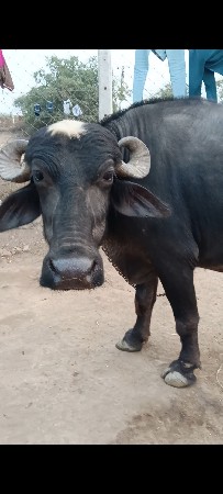 જાફરાબાદી ખડાય છે