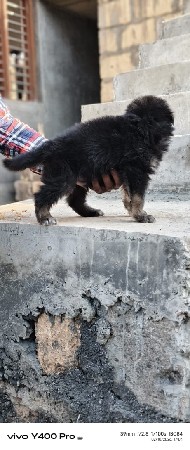 જર્મન સેફર્ડ લોન્ગકોટ ફિમેલ