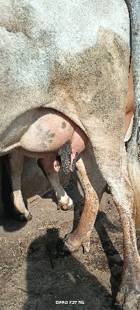 थंबनेल 3