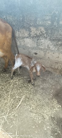 थंबनेल 2