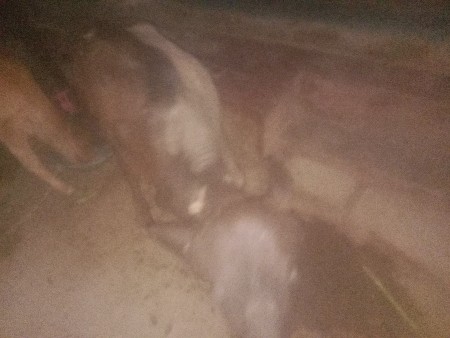 પાડી વેસવા નીસે