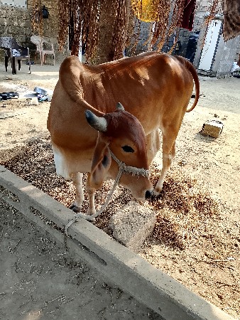 આ વાસળી મફત દેવાની છે