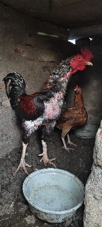 થંબનેલ 2