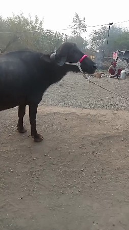 બીજું વેકરીયા હે સાત 7મહિનાની