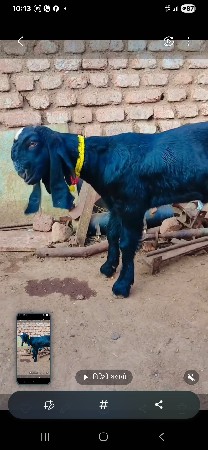 નર બોકડો વેશવા નો સે