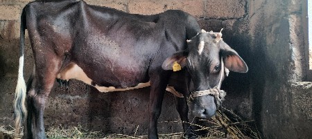 थंबनेल 3