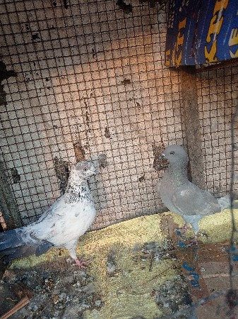 थंबनेल 2