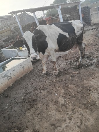 थंबनेल 3