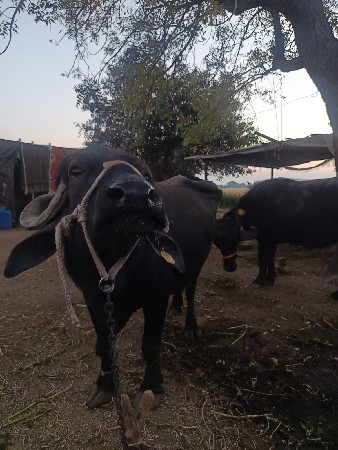 ભેસ વેચવાની છે