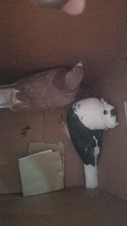 KABUTAR DEVA NA CHE ANE SATA PN