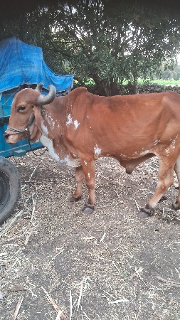 પાંચ ધર ડાભી યાર હાલે