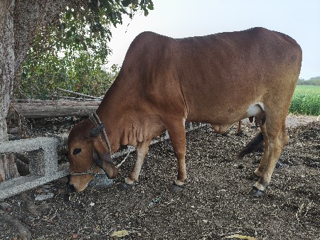 થંબનેલ 3