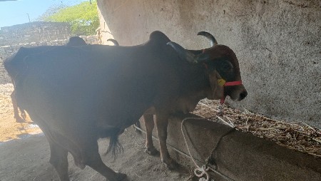 ગાય ચોથું વેતર વેચવાની છે