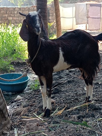 બકરી 🐐9712652435