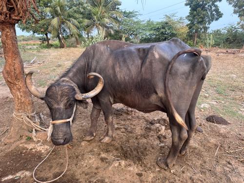 थंबनेल 3