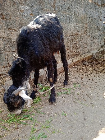 દેશી બકરી વેશવાની છે