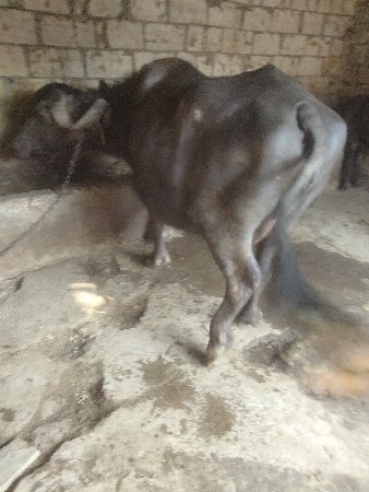 थंबनेल 2