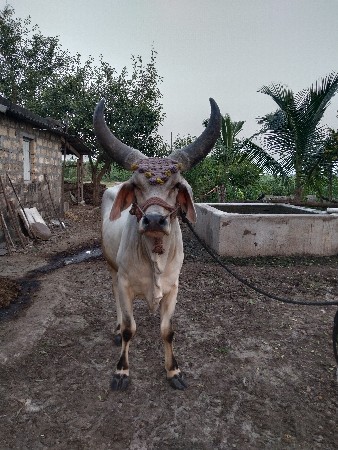 થંબનેલ 3