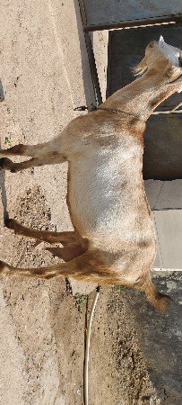 3. ત્રણ બકરા એક બકરી