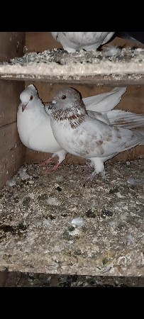 थंबनेल 2